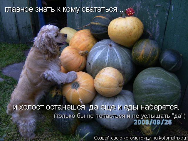 Котоматрица: главное знать к кому свататься... и холост останешся, да еще и еды наберется. (только бы не попасться и не услышать "да")