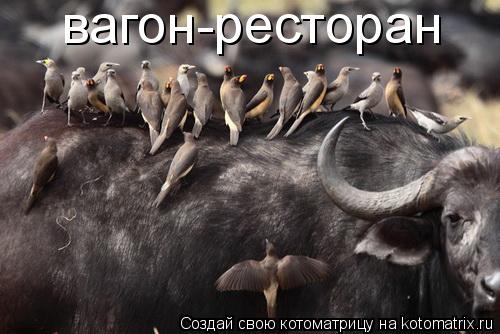 Котоматрица: вагон-ресторан