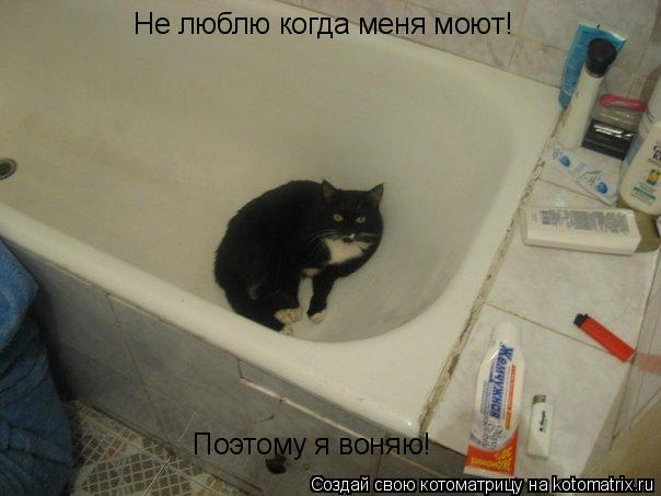 Котоматрица: Не люблю когда меня моют! Поэтому я воняю!