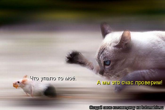 Котоматрица: Что упало то моё. А мы это счас проверим!