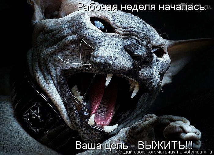 Котоматрица: Рабочая неделя началась. Ваша цель - ВЫЖИТЬ!!!