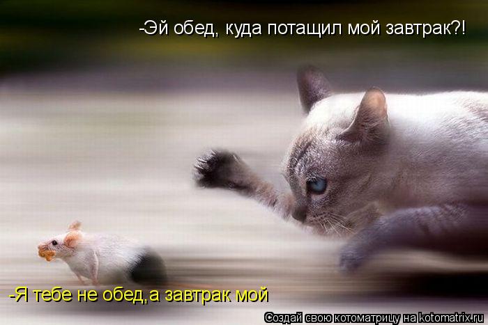 Котоматрица: -Я тебе не обед,а завтрак мой -Эй обед, куда потащил мой завтрак?!