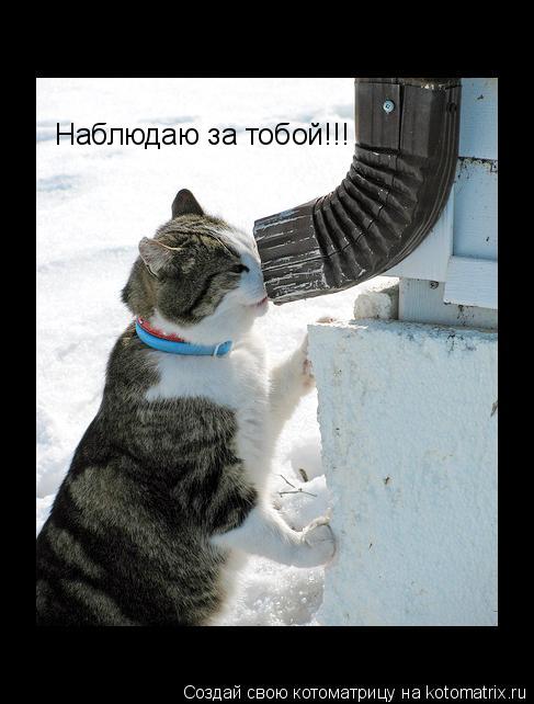 Котоматрица: Наблюдаю за тобой!!!