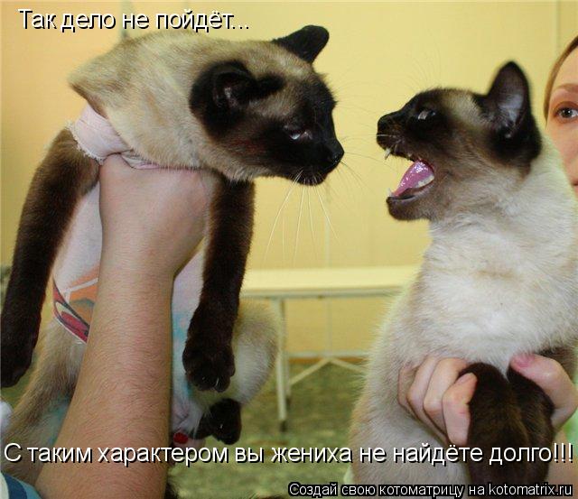 Котоматрица: Так дело не пойдёт... С таким характером вы жениха не найдёте долго!!!