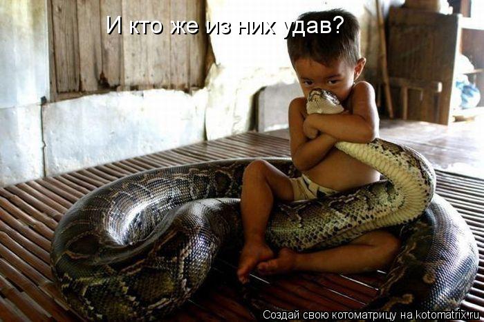 Котоматрица: И кто же из них удав?