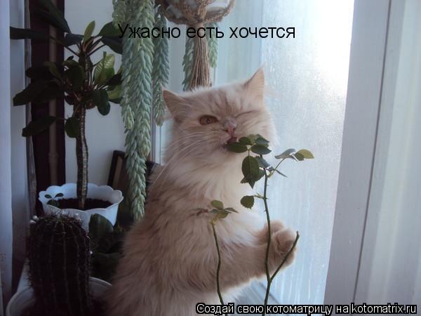Котоматрица: Ужасно есть хочется