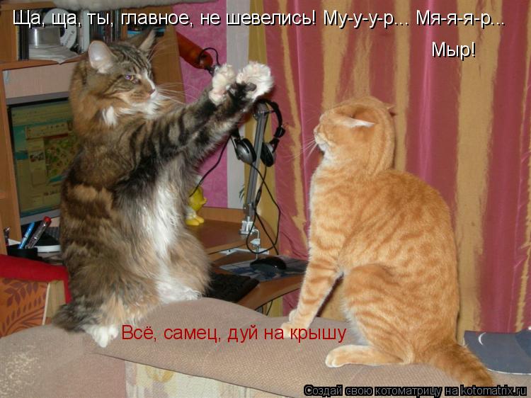 Котоматрица: Ща, ща, ты, главное, не шевелись! Му-у-у-р... Мя-я-я-р...  Мыр! Всё, самец, дуй на крышу