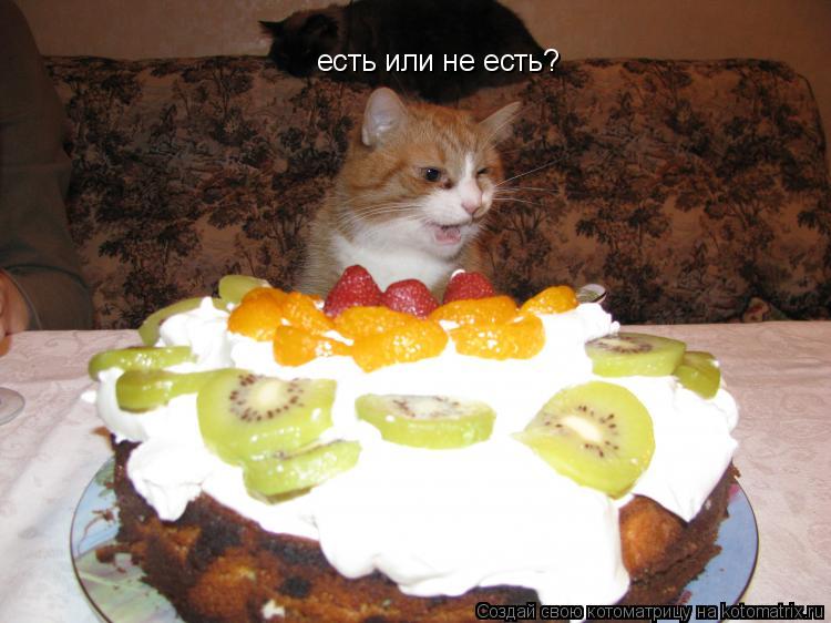 Котоматрица: есть или не есть?