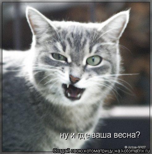 Котоматрица: ну и где ваша весна?
