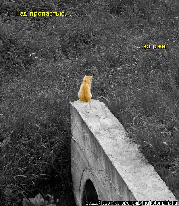 Котоматрица: Над пропастью... ...во ржи