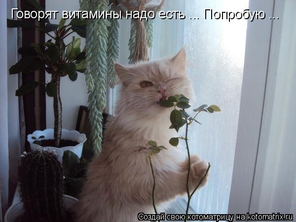 Котоматрица: Говорят витамины надо есть ... Попробую ...