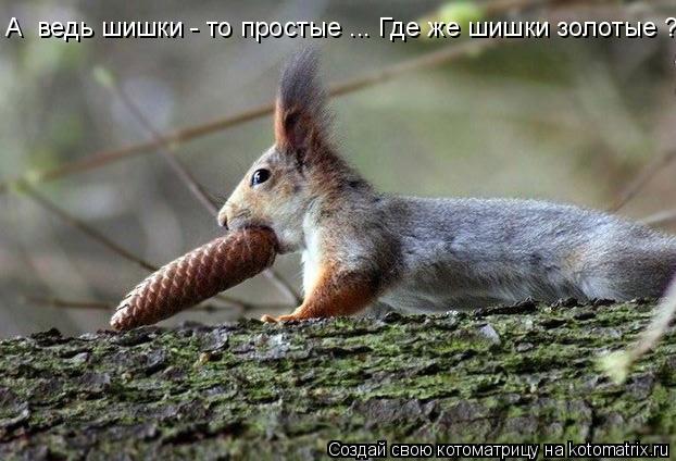 Котоматрица: А  ведь шишки - то простые ... Где же шишки золотые ?