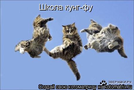 Котоматрица: Школа кунг-фу