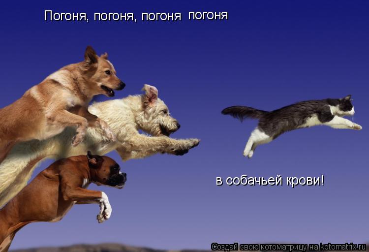 Котоматрица: Погоня, погоня, погоня  погоня  в собачьей крови!