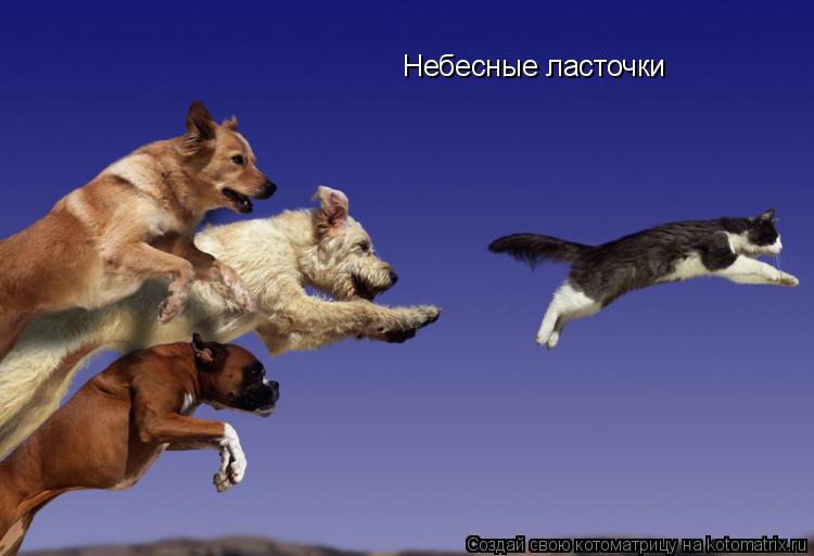 Котоматрица: Небесные ласточки