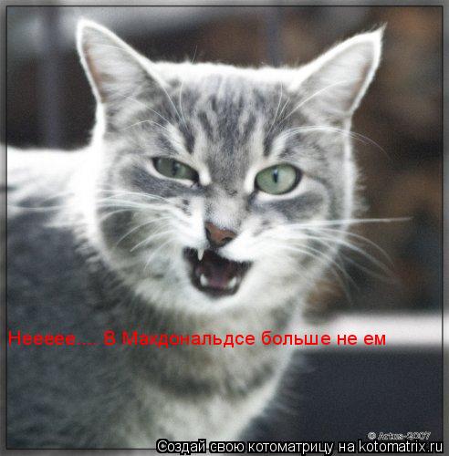 Котоматрица: Неееее.... В Макдональдсе больше не ем