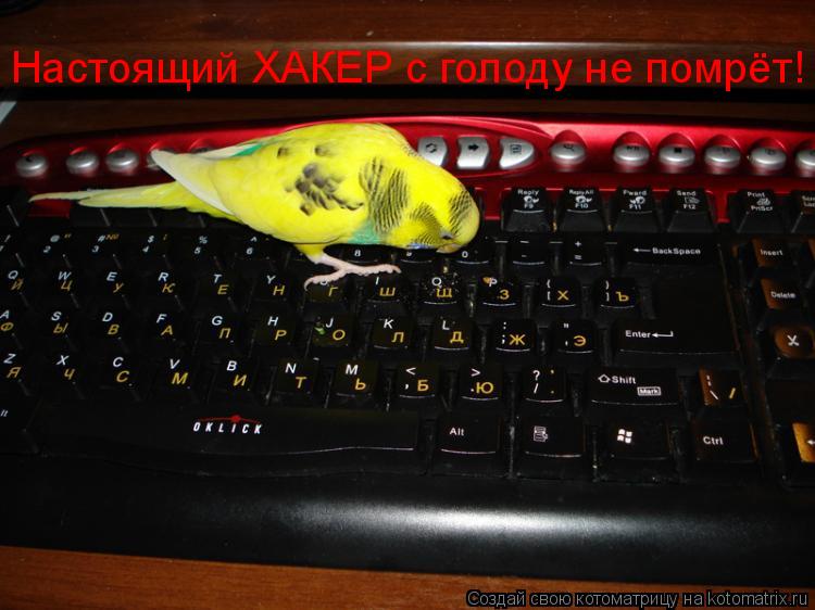 Котоматрица: Настоящий ХАКЕР с голоду не помрёт!