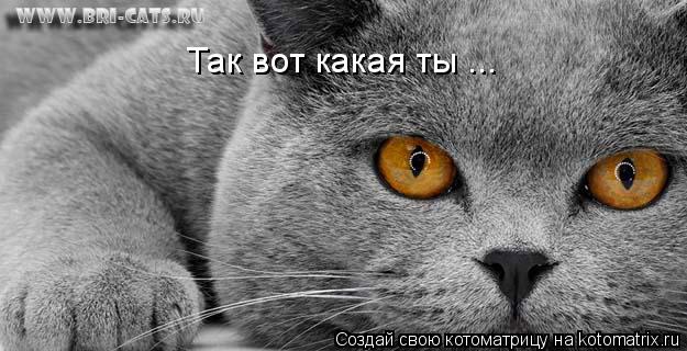 Котоматрица: Так вот какая ты ...
