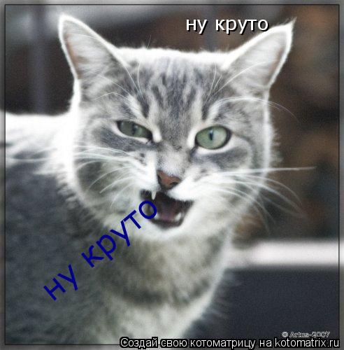 Котоматрица: ну круто ну круто