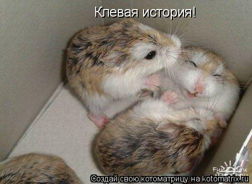 Клевая история!... Котоматрица: Клевая история!