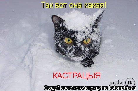 Котоматрица: Так вот она какая! КАСТРАЦЫЯ