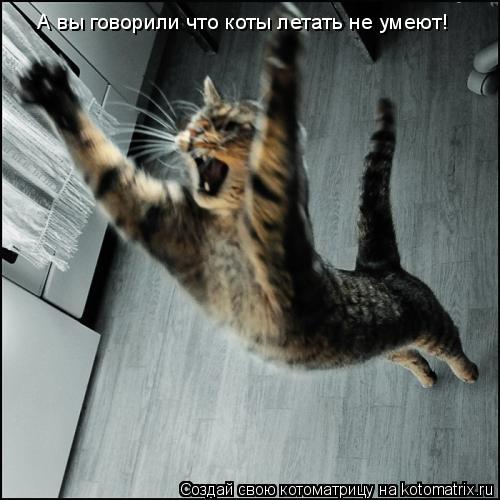 А вы говорили что коты летать не умеют!... Котоматрица: А вы говорили что коты летать не умеют!