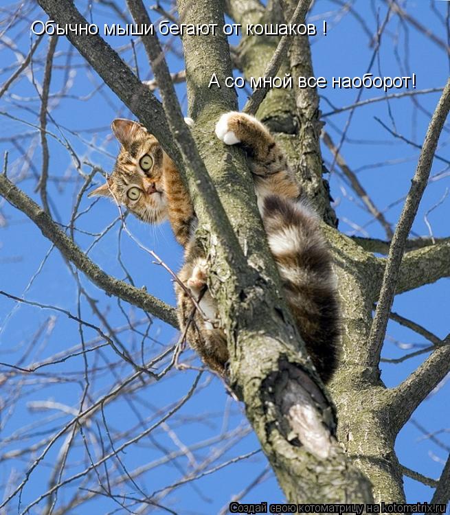 Котоматрица: Обычно мыши бегают от кошаков ! А со мной все наоборот!
