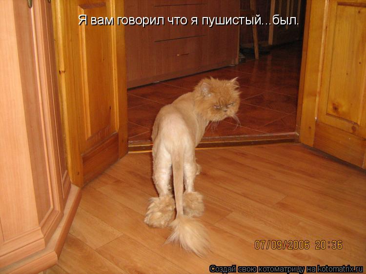 Котоматрица: Я вам говорил что я пушистый...был.