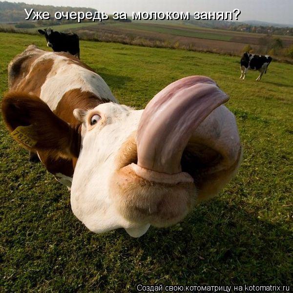 Котоматрица: Уже очередь за молоком занял?
