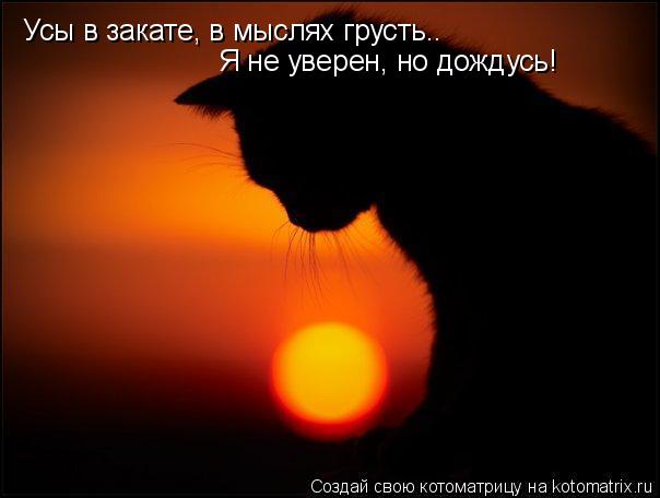 Усы в закате, в мыслях грусть.. Я не уверен, но дождусь!... Котоматрица: Усы в закате, в мыслях грусть.. Я не уверен, но дождусь!