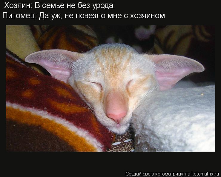 Котоматрица: Хозяин: В семье не без урода Питомец: Да уж, не повезло мне с хозяином