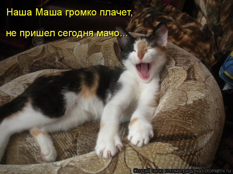 Котоматрица: Наша Маша громко плачет, не пришел сегодня мачо...