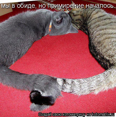 Котоматрица: мы в обиде, но примирение началось...