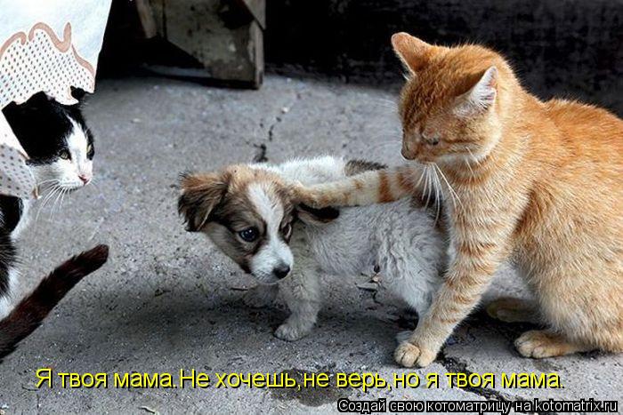 Котоматрица: Я твоя мама.Не хочешь,не верь,но я твоя мама.