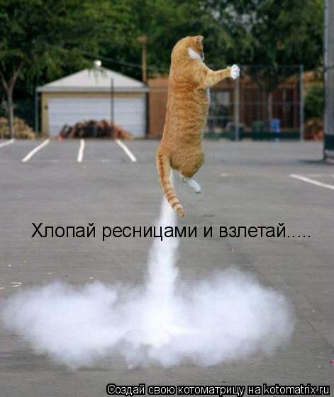 Котоматрица: Хлопай ресницами и взлетай.....