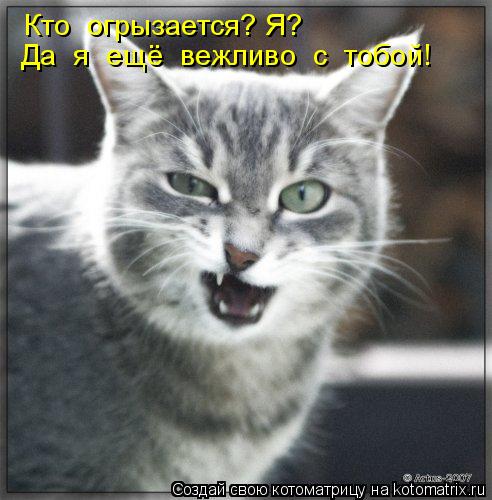 Котоматрица: Кто  огрызается? Я? Да  я  ещё  вежливо  с  тобой!