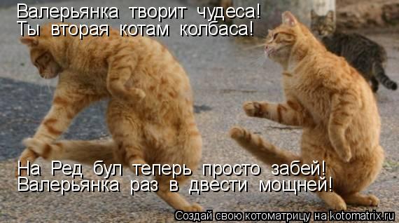 Котоматрица: Валерьянка  творит  чудеса! Ты  вторая  котам  колбаса! На  Ред  бул  теперь  просто  забей! Валерьянка  раз  в  двести  мощней!