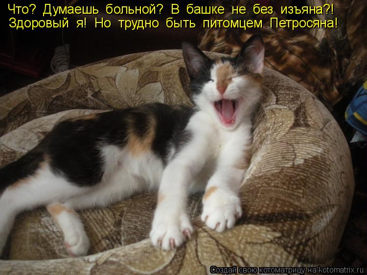 Котоматрица: Что?  Думаешь  больной?  В  башке  не  без  изъяна?! Здоровый  я!  Но  трудно  быть  питомцем  Петросяна!