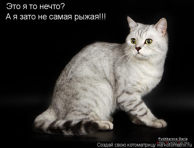 Котоматрица: Это я то нечто? А я зато не самая рыжая!!!