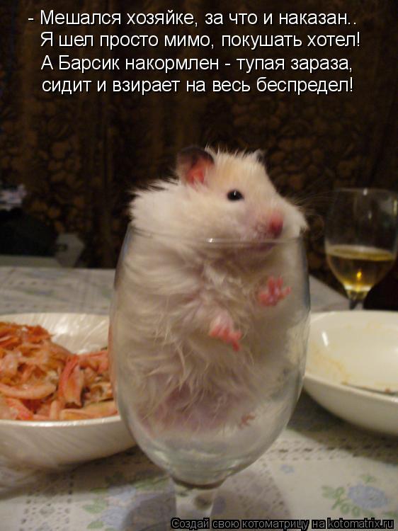 Котоматрица: - Мешался хозяйке, за что и наказан.. Я шел просто мимо, покушать хотел! А Барсик накормлен - тупая зараза, сидит и взирает на весь беспредел!