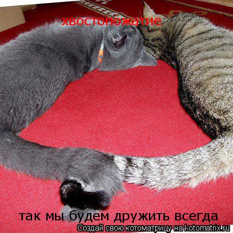 Котоматрица: так мы будем дружить всегда хвостопожатие