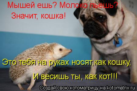 Котоматрица: Мышей ешь? Молоко пьешь? Значит, кошка! Это тебя на руках носят,как кошку, И весишь ты, как кот!!!