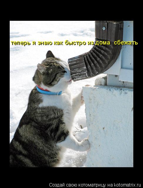 Котоматрица: теперь я знаю как быстро из дома  сбежать