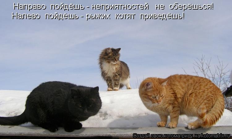 Котоматрица: Налево  пойдёшь - рыжих  котят  приведёшь! Направо  пойдёшь - неприятностей   не  оберёшься!