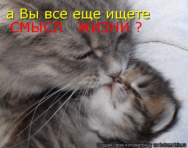 Котоматрица: а Вы все еще ищете СМЫСЛ   ЖИЗНИ ?
