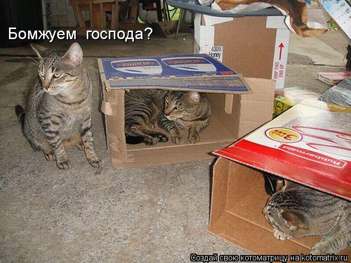 Котоматрица: Бомжуем  господа?