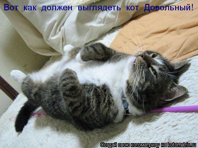 Вот как должен выглядеть кот Довольный!... Котоматрица: Вот как должен выглядеть кот Довольный!