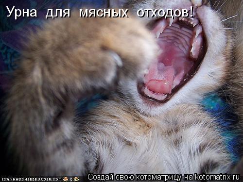 Котоматрица: Урна  для  мясных  отходов!