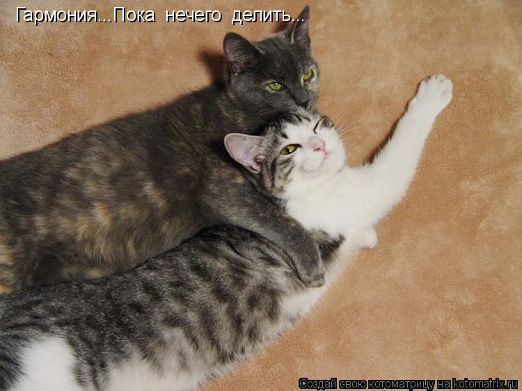 Котоматрица: Гармония...Пока  нечего  делить...