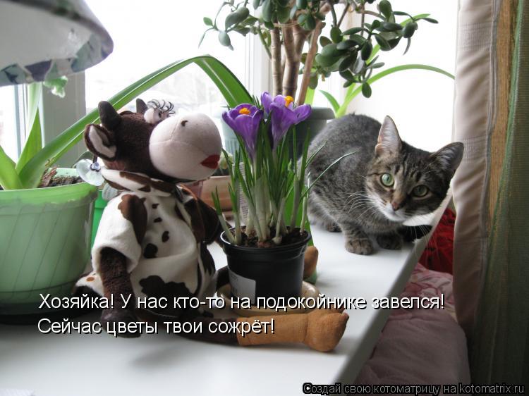 Хозяйка! У нас кто-то на подокойнике завелся! Сейчас цветы твои сожрёт!... Котоматрица: Хозяйка! У нас кто-то на подокойнике завелся! Сейчас цветы твои сожрёт!